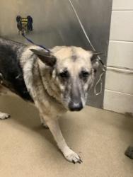 Shelter Stray Male Dog last seen Near Grand Ave, North District, TX, 355 Hillshire Dr, Haslet, TX 76052, USA