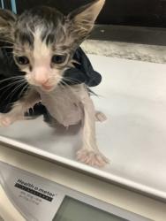 Shelter Stray Female Cat last seen Near W Seminary Dr, South District, TX, 355 Hillshire Dr, Haslet, TX 76052, USA