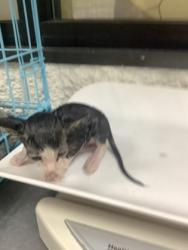 Shelter Stray Male Cat last seen Near W Seminary Dr, South District, TX, 355 Hillshire Dr, Haslet, TX 76052, USA