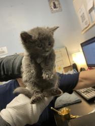 Shelter Stray Male Cat last seen Near Old Front St, 30083, GA, 3280 Chamblee Dunwoody Rd, Chamblee, GA 30341, USA