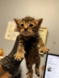 Shelter Stray Male Cat last seen Near N HILL PKWY, 30341, GA, 3280 Chamblee Dunwoody Rd, Chamblee, GA 30341, USA