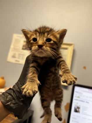 Shelter Stray Male Cat last seen Near N HILL PKWY, 30341, GA, 3280 Chamblee Dunwoody Rd, Chamblee, GA 30341, USA