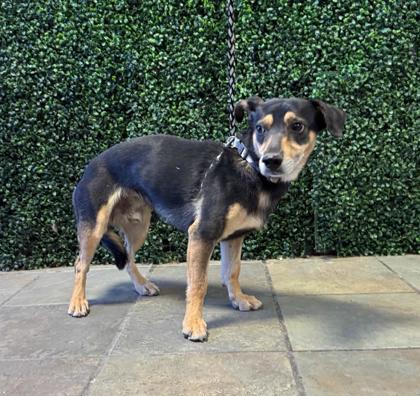 Shelter Stray Male Dog last seen Near SAUL KLEINFELD DR, EL PASO, TX, 79936, CITY of El Paso, TX, 5001 Fred Wilson Ave, El Paso, TX 79906, USA