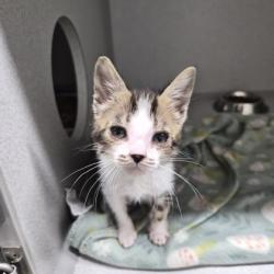 Shelter Stray Female Cat last seen Near LOS AMIGOS DR, Rancho Cordova, CA, 6201 Florin Perkins Rd, Sacramento, CA 95828, USA