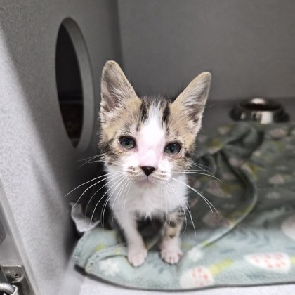 Shelter Stray Female Cat last seen Near LOS AMIGOS DR, Rancho Cordova, CA, 6201 Florin Perkins Rd, Sacramento, CA 95828, USA
