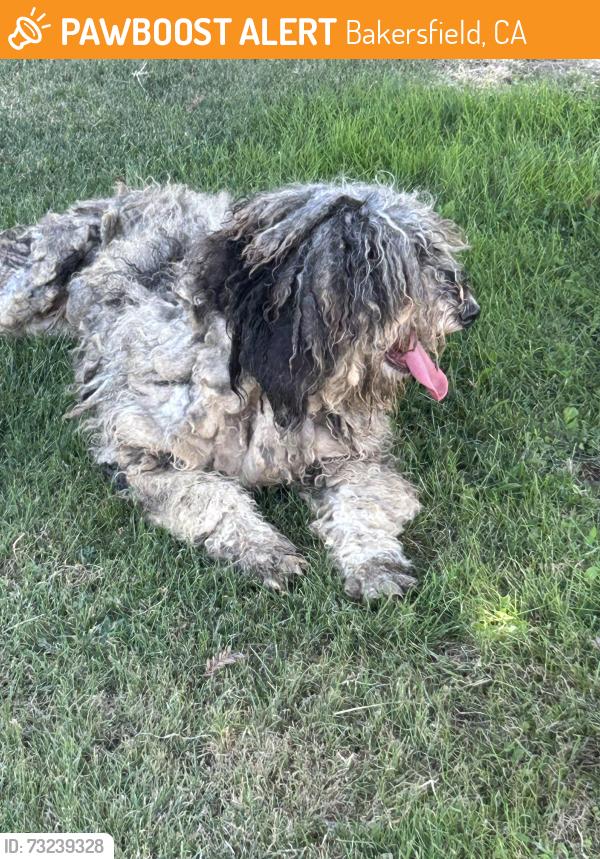 Found/Stray Female Dog last seen buena vida, Bakersfield, CA 93309
