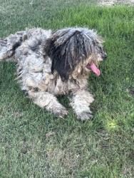 Found/Stray Female Dog last seen buena vida, Bakersfield, CA 93309