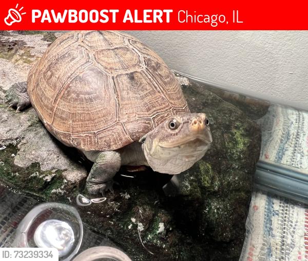 Lost Unknown Reptile last seen Leland and Milwaukee Ave, Chicago il, Chicago, IL 60630