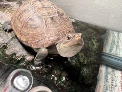 Lost Unknown Reptile last seen Leland and Milwaukee Ave, Chicago il, Chicago, IL 60630