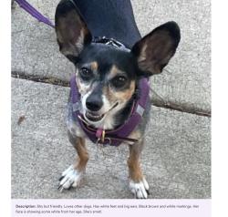 Reunited Female Dog last seen S. Pecos St. & W. Kentucky Ave., Denver, CO 80223