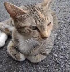 Found/Stray Female Cat last seen Andrew Carnegie Free Library, Carnegie, PA 15106