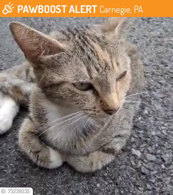 Found/Stray Female Cat last seen Andrew Carnegie Free Library, Carnegie, PA 15106