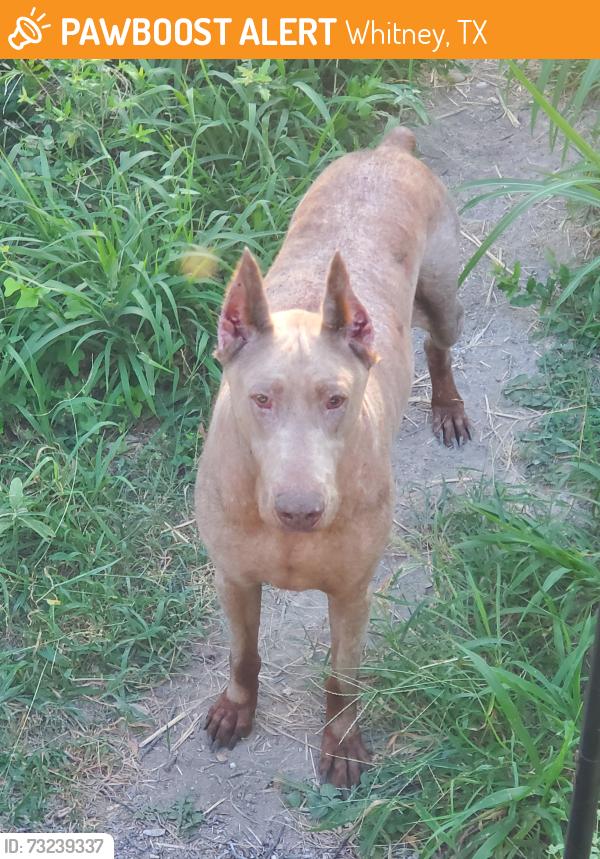 Found/Stray Male Dog last seen Prarie Valley area, Whitney, TX 76692