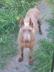 Found/Stray Male Dog last seen Prarie Valley area, Whitney, TX 76692
