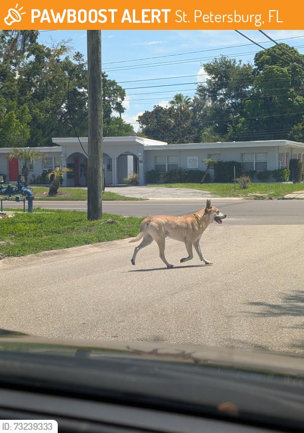 Found/Stray Male Dog last seen 11th Ave N and 16th St N, St. Petersburg, FL 33713