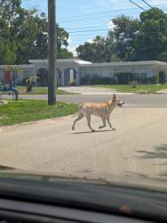 Found/Stray Male Dog last seen 11th Ave N and 16th St N, St. Petersburg, FL 33713