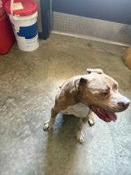 Reunited Male Dog last seen Niles Boulevard and Sullivan Underpass, Fremont, CA 94536