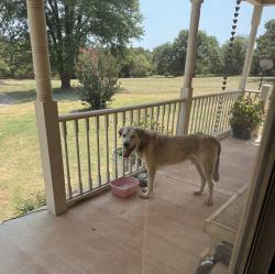 Found/Stray Male Dog last seen Charter Oak & Anderson Road, Guthrie, OK 73044