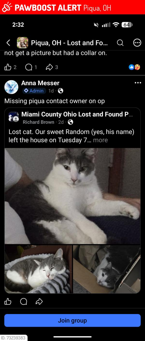 Lost Male Cat last seen Haverhill dr. Piqua oh, Piqua, OH 45356