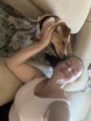 Reunited Male Dog last seen Hibiscus and La Plaza in the South Pasadena Neighborhood, St. Petersburg, FL 33707