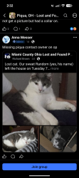 Lost Male Cat last seen Haverhill dr. Piqua oh, Piqua, OH 45356