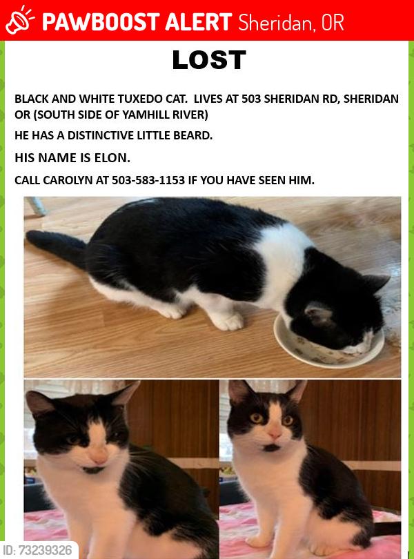 Lost Male Cat last seen Near SE Sheridan Rd, Senior Mobile Park, Sheridan, OR 97378