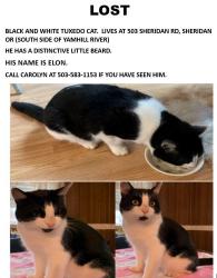 Lost Male Cat last seen Near SE Sheridan Rd, Senior Mobile Park, Sheridan, OR 97378