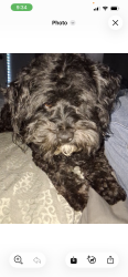 Found/Stray Female Dog last seen Patsy, Porterville, CA 93257