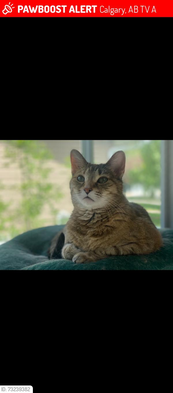 Lost Female Cat last seen Oakridge, Calgary, AB T2V 4A3