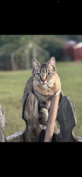 Lost Female Cat last seen Savoy street, Birmingham, AL 35226