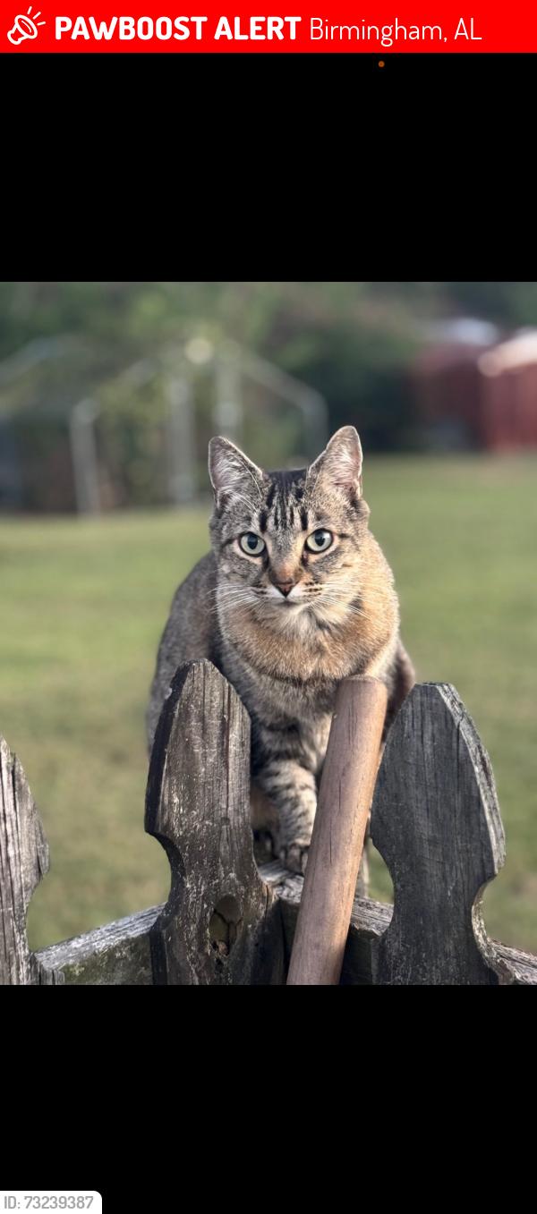 Lost Female Cat last seen Savoy street, Birmingham, AL 35226