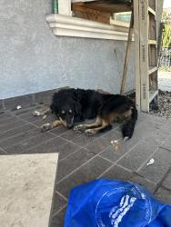 Found/Stray Male Dog last seen Whittier and Downey, Los Angeles, CA 90023