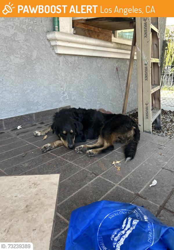 Found/Stray Male Dog last seen Whittier and Downey, Los Angeles, CA 90023