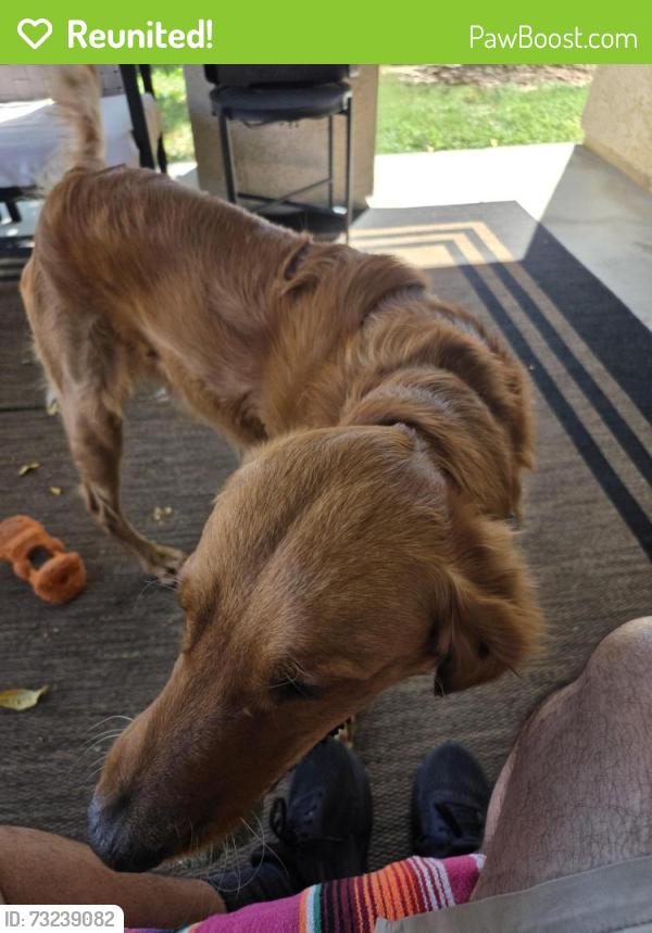 Reunited Male Dog last seen Alamosa and San Mateo, Palmdale, CA 93551
