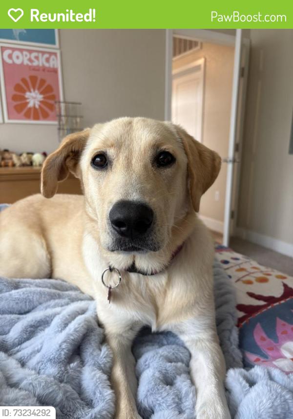 Reunited Female Dog last seen Near E Technology Way, Denver, CO 80237, USA, Denver, CO 80237