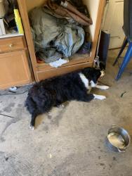 Found/Stray Female Dog last seen Herb Parsons Lake area Fayette County, Collierville, TN 38017