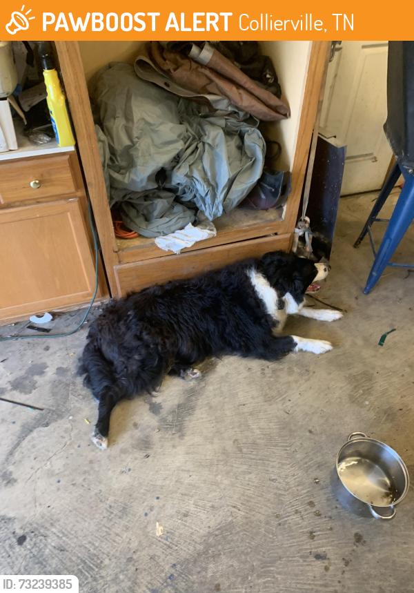 Found/Stray Female Dog last seen Herb Parsons Lake area Fayette County, Collierville, TN 38017