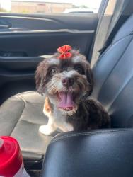 Reunited Female Dog last seen Ravens Crest, Mt. Juliet, TN 37122