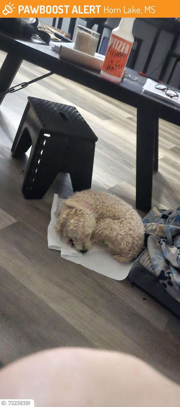 Found/Stray Male Dog last seen Behind Horn Lake post office, Horn Lake, MS 38637