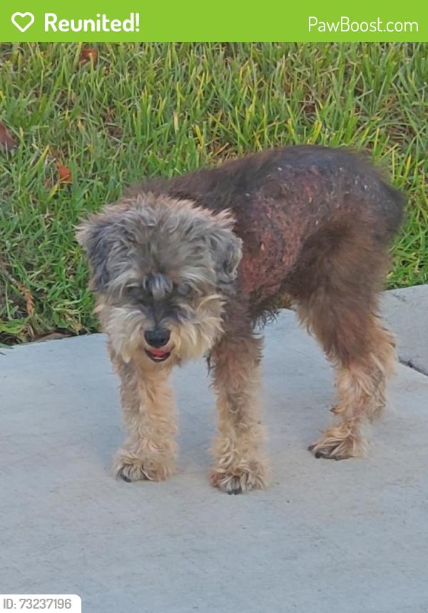 Reunited Male Dog last seen Near S 7th Ave, Inglewood, CA 90303, USA, Inglewood, CA 90303