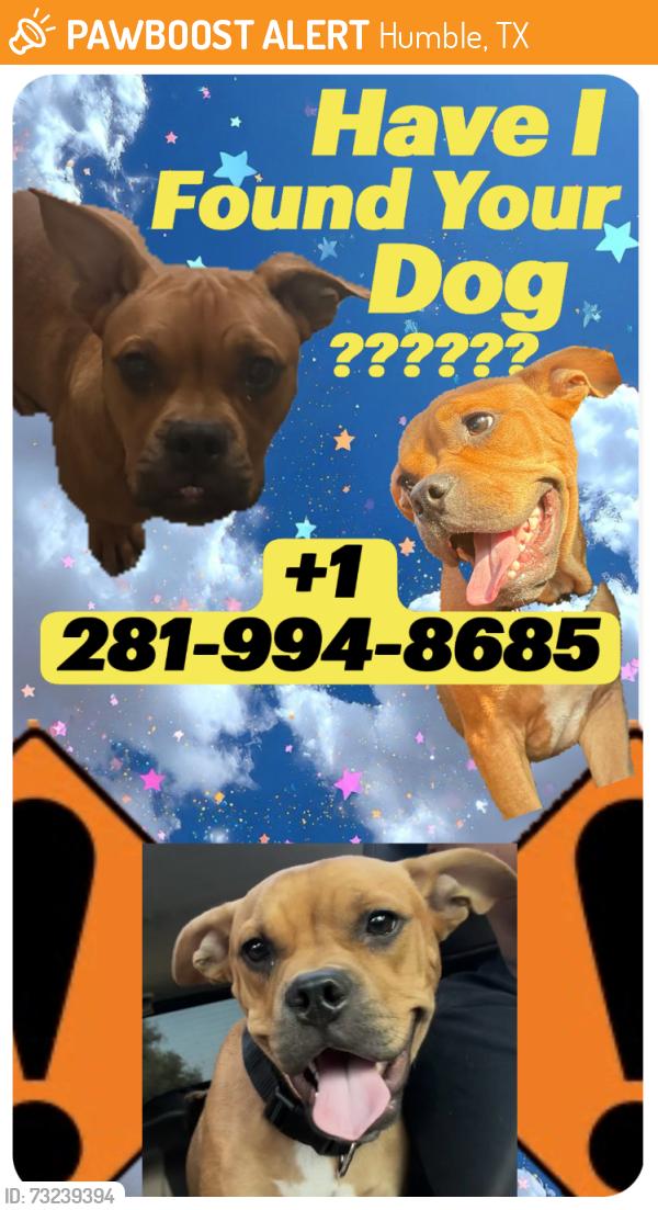 Found/Stray Male Dog last seen Walking around an apmt complex, Humble, TX 77346