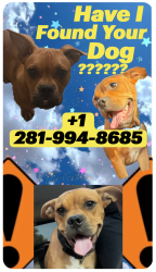 Found/Stray Male Dog last seen Walking around an apmt complex, Humble, TX 77346