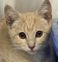 Shelter Stray Female Cat last seen Zuni St and W 85th Ave, Westminster, CO, 80031, 580 McIntyre St, Golden, CO 80401, USA
