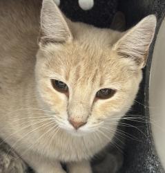 Shelter Stray Female Cat last seen Zuni St and W 85th Ave, Westminster, CO, 80031, 580 McIntyre St, Golden, CO 80401, USA