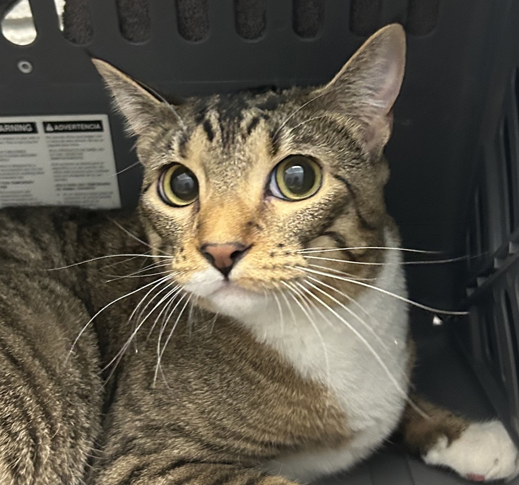 Shelter Stray Female Cat last seen shaffer parkway & w ken carl ave, Littleton, CO, 80127, 580 McIntyre St, Golden, CO 80401, USA