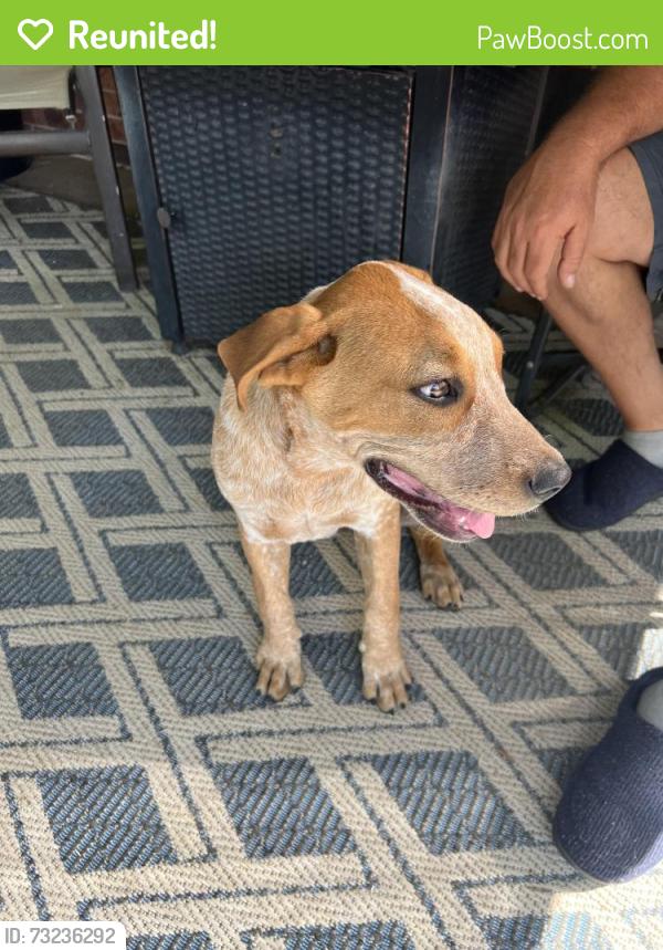 Reunited Male Dog last seen Marion Rd and Norrell Rd, Venus, TX 76084