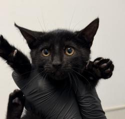 Shelter Stray Female Cat last seen Day Street, San Diego, CA, 92105, 5500 Gaines St, San Diego, CA 92110, USA