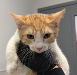 Shelter Stray Male Cat last seen Near Congress Street, San Diego, CA, 92110, 5500 Gaines St, San Diego, CA 92110, USA