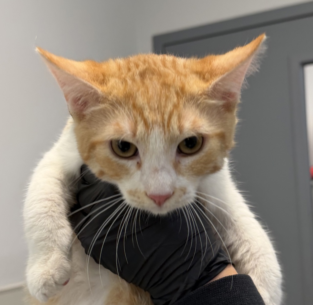 Shelter Stray Male Cat last seen Near Congress Street, San Diego, CA, 92110, 5500 Gaines St, San Diego, CA 92110, USA