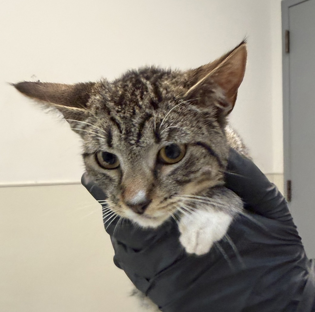 Shelter Stray Female Cat last seen Near Congress Street, San Diego, CA, 92110, 5500 Gaines St, San Diego, CA 92110, USA